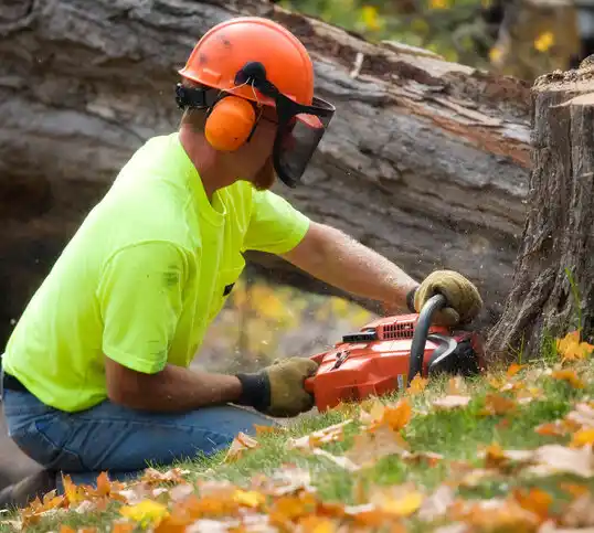 tree services Findlay